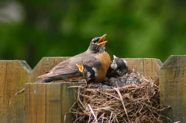 Adult robin and young clipart