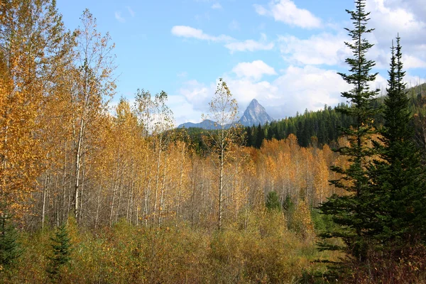 Осень Скалистых гор — стоковое фото