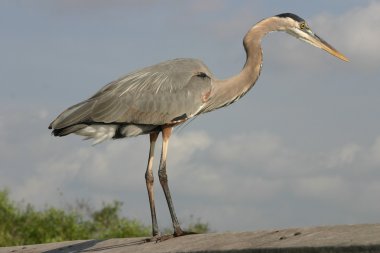 Great blue heron clipart