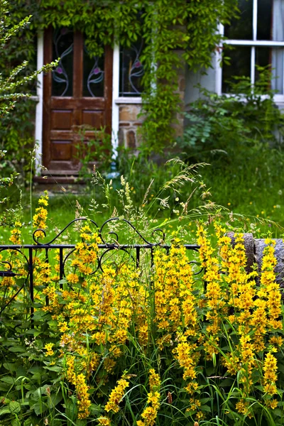 Sarı çiçekler. — Stok fotoğraf