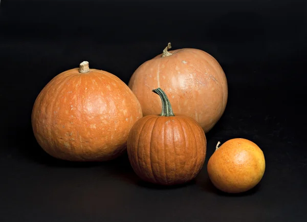Set of pumpkins on black. — Stock Photo, Image