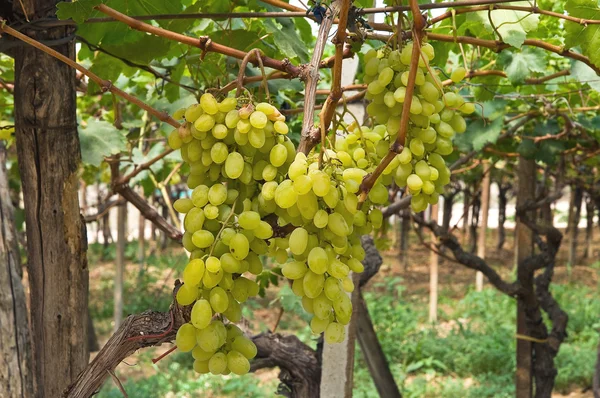 Виноград. — стоковое фото