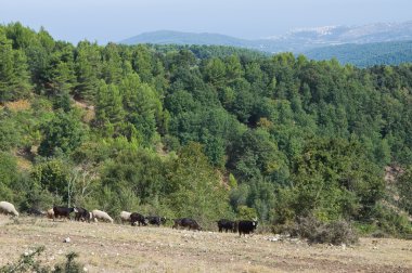 Umbra Forest. Puglia. Italy. clipart