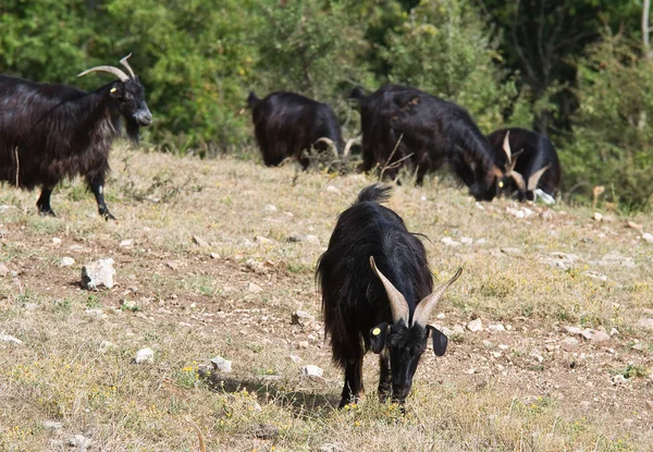 Chèvres à la campagne . — Photo