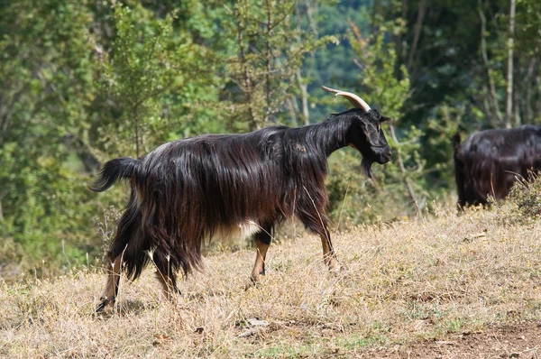 Goat in countryside. — Stock Photo, Image