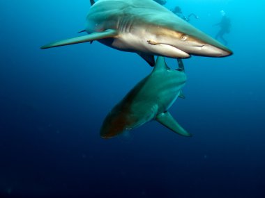 Siyah uçlu köpekbalığı (Carcharhinus limbatus)