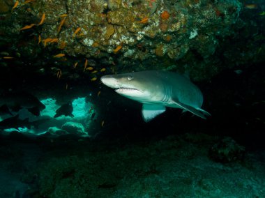 Yırtık pırtık diş köpekbalığı (Cacharias Toros)