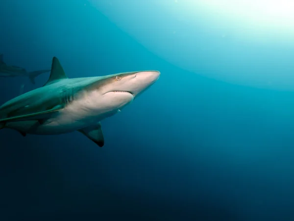 Siyah uçlu köpek balığı (Carcharhinus limbatus)