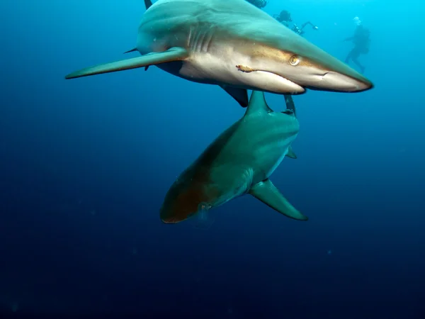 BlackTip Sharks (Carcharhinus limbatus) — Stock Photo, Image