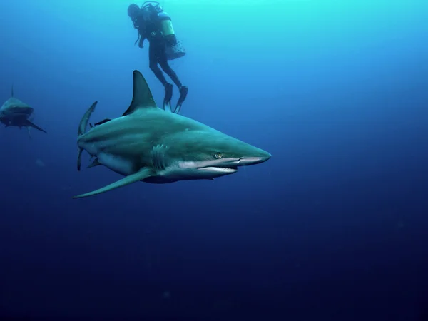 黑鳍鲨 (黑边鳍真鲨) — 图库照片