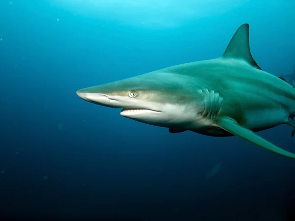黑鳍鲨 (黑边鳍真鲨) — 图库照片
