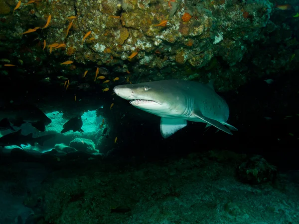 Ragged Tooth Shark (Cacharias taurus) — Stockfoto