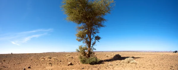 Saharaöknen och bilen — Stockfoto