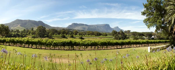 Finca vinícola en Ciudad del Cabo — Foto de Stock