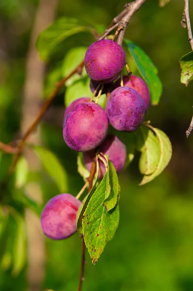 Ripe plums on the tree — Stock Photo, Image