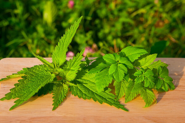 Nettle with aise-weed on a board