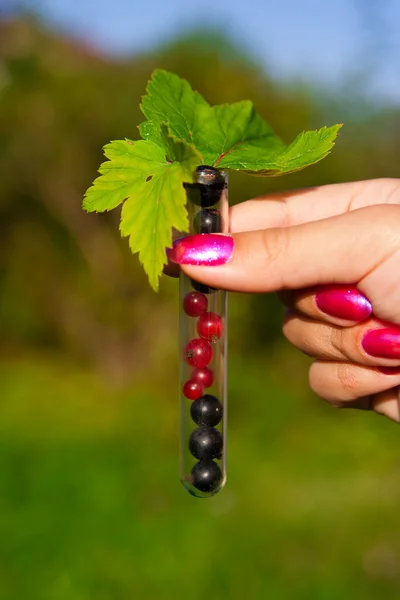 Test tube with tablets, berries and plant — Stock Photo, Image