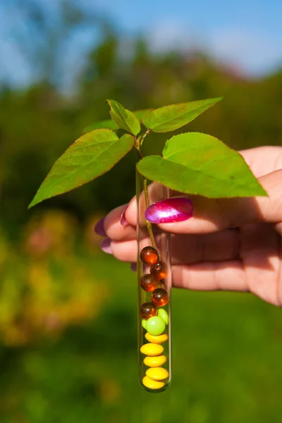 Reageerbuis met tabletten, bessen en plant — Stockfoto