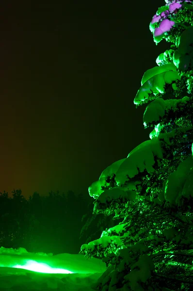 stock image Night Fir-tree