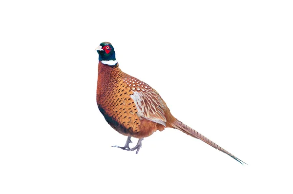 stock image Pheasant