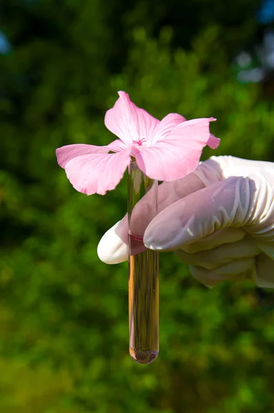 Tubo de ensayo con líquido rosa y flor —  Fotos de Stock