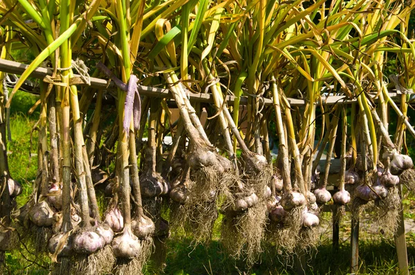 Organic Garlic Drying — Stock Photo, Image