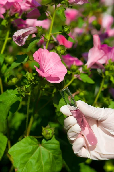 Пробирка с розовой жидкостью и цветком — стоковое фото