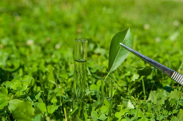 2 test tubes with water and leaf — Stock Photo, Image