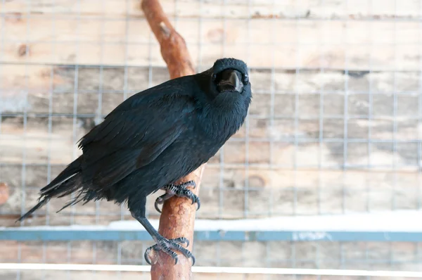 Cuervo (Corvus corax ) Fotos de stock libres de derechos
