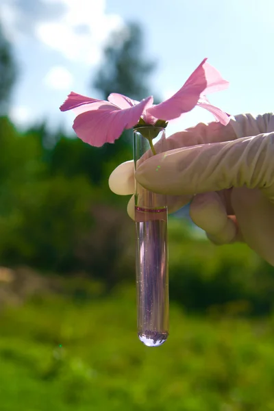 Tubo de ensayo con líquido rosa y flor — Foto de Stock