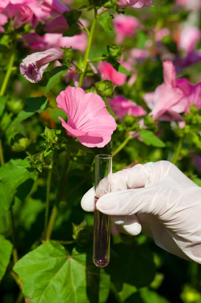 Test tube with pink liquid and flower — Stock Photo, Image
