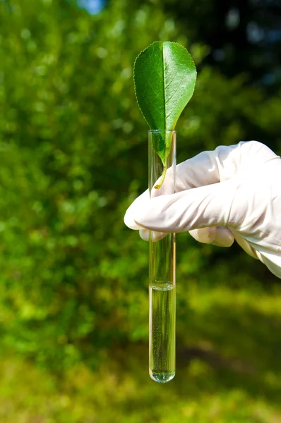 Test tube with water and leaf — Stock Photo, Image