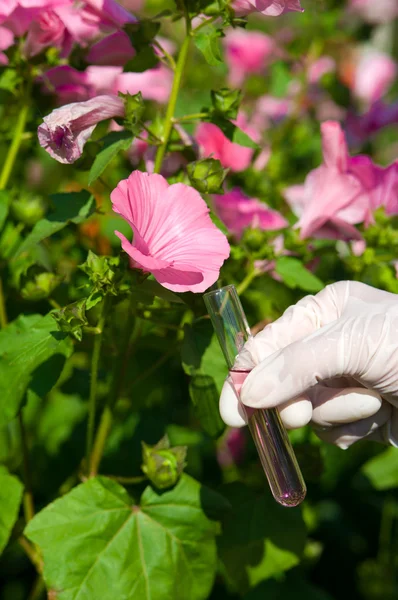Пробирка с розовой жидкостью и цветком — стоковое фото
