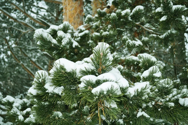 Snö på grenen, i trä Stockbild