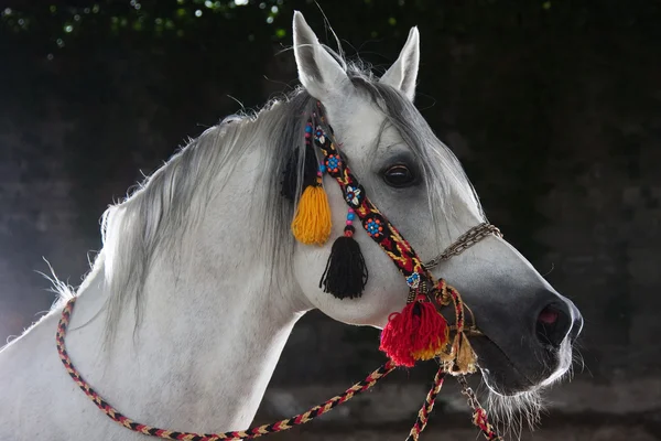 Όμορφο γκρι άλογο — Φωτογραφία Αρχείου