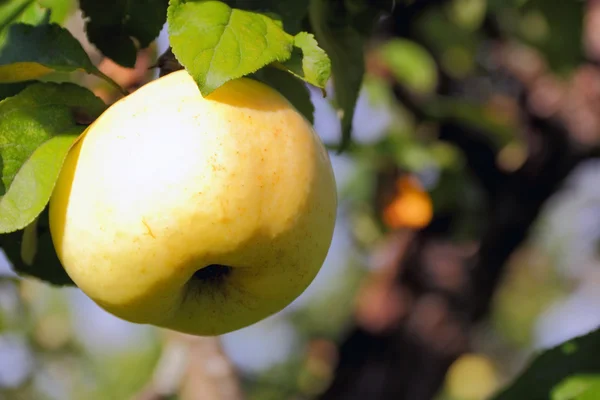 stock image Green apple on a branch