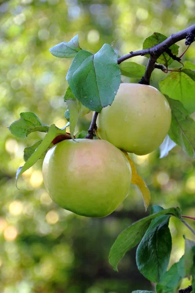 枝の上に緑のリンゴ — ストック写真