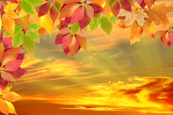 Podzimní listí před západem slunce — Stock fotografie