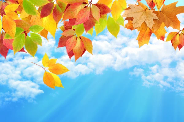 Autumn leaves against the sky — Stock Photo, Image