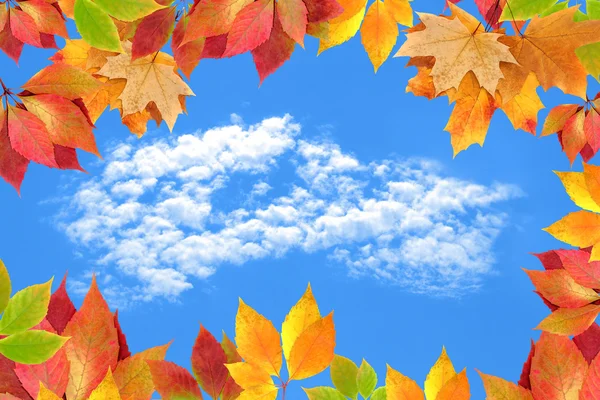 Frame autumn leaves against the sky — Stock Photo, Image