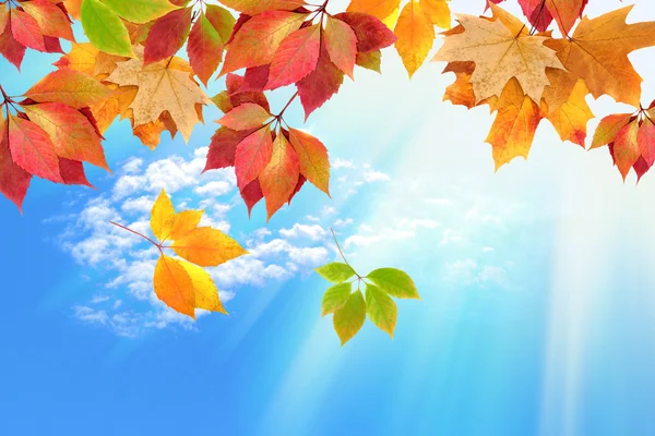 Hojas de otoño contra el cielo — Foto de Stock