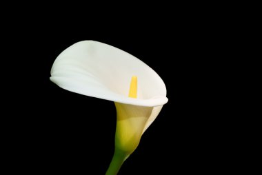 White African huge flower on black background clipart