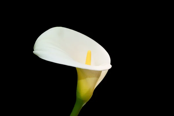 Branco Africano enorme flor no fundo preto — Fotografia de Stock