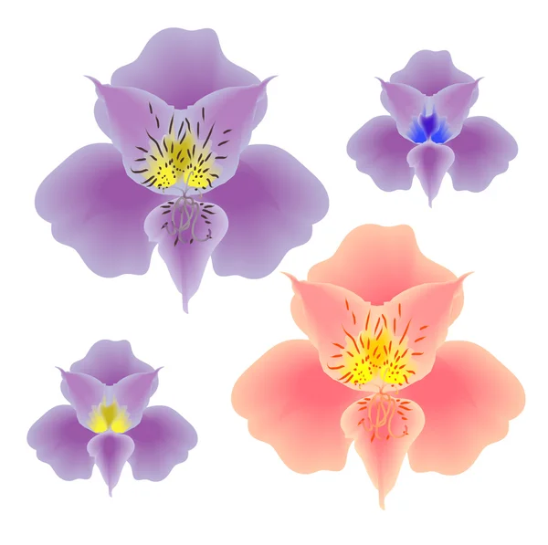 Collection mesh of flowers orchids pink and violet — Stock Vector