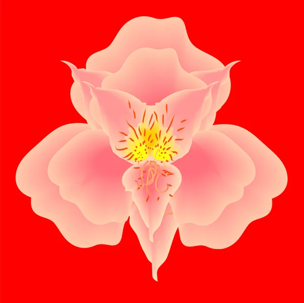 Розовая сетка орхидеи на красном фоне — стоковый вектор