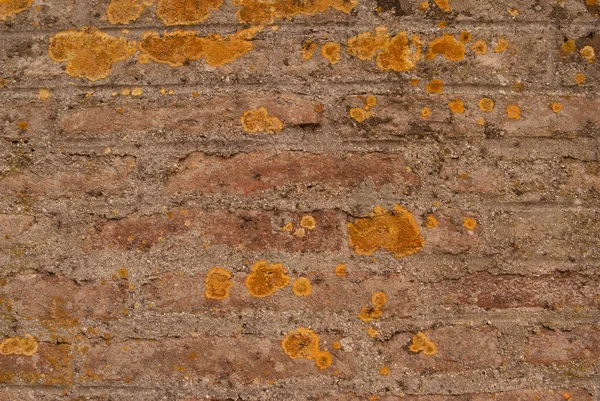 Stary mur z cegły brązowy jest zbliżenie — Zdjęcie stockowe