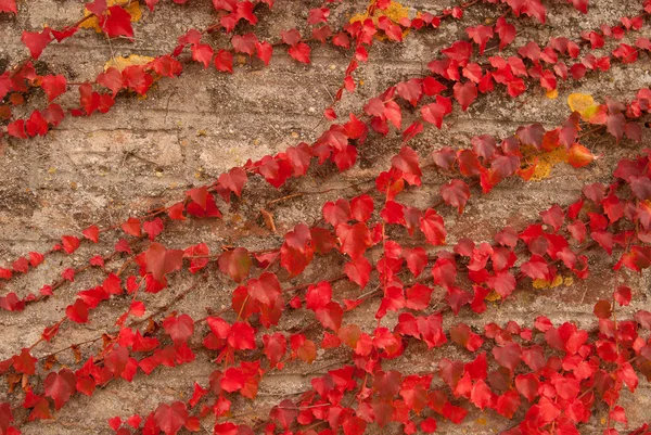 stock image The old wall covered with scarlet leaves icloseup