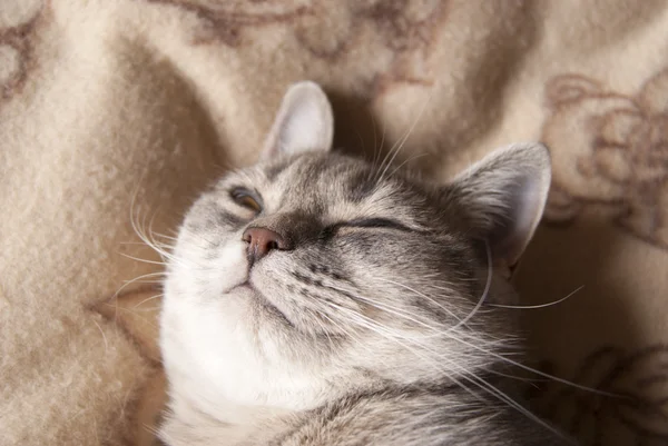 Elég vicces macska szundikált és luxuriating öröm — Stock Fotó