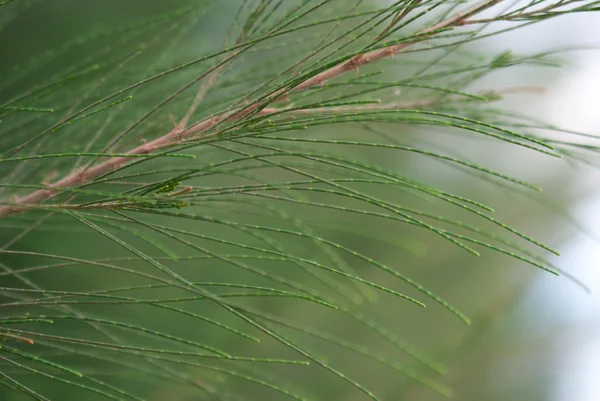Branch of green fir tree sunlit — Stock Photo, Image