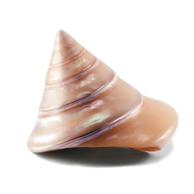 Conical shell clipart